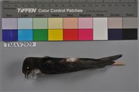 藏品(小雨燕)的圖片